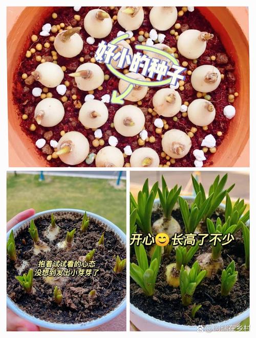 风信子适合什么土？风信子适合什么样的花盆？-第3张图片-优品飞百科