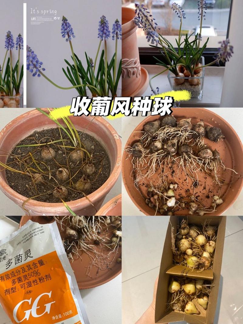风信子适合什么土？风信子适合什么样的花盆？-第5张图片-优品飞百科