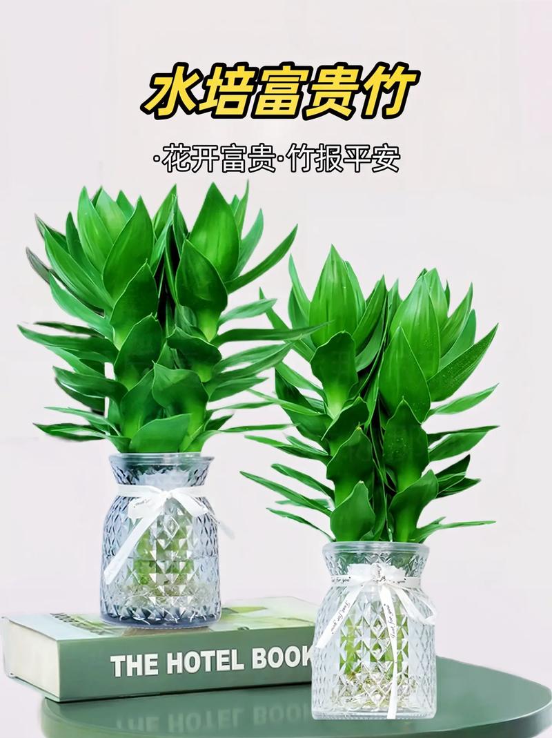 水养富贵竹怎么修剪，水养富贵竹怎么修剪根部？