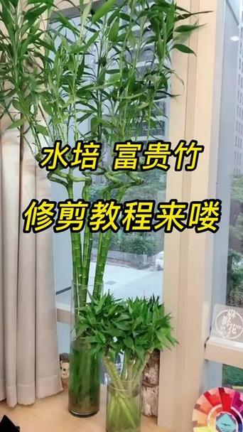水养富贵竹怎么修剪，水养富贵竹怎么修剪根部？-第2张图片-优品飞百科