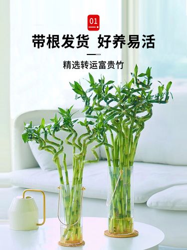 水养富贵竹怎么修剪，水养富贵竹怎么修剪根部？-第3张图片-优品飞百科