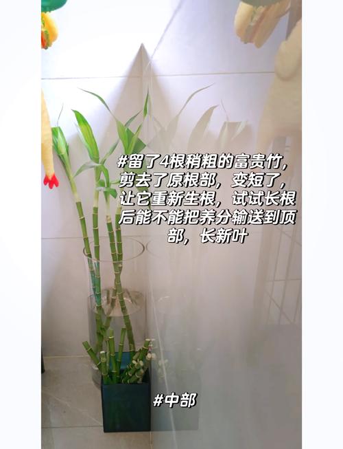 水养富贵竹怎么修剪，水养富贵竹怎么修剪根部？-第4张图片-优品飞百科