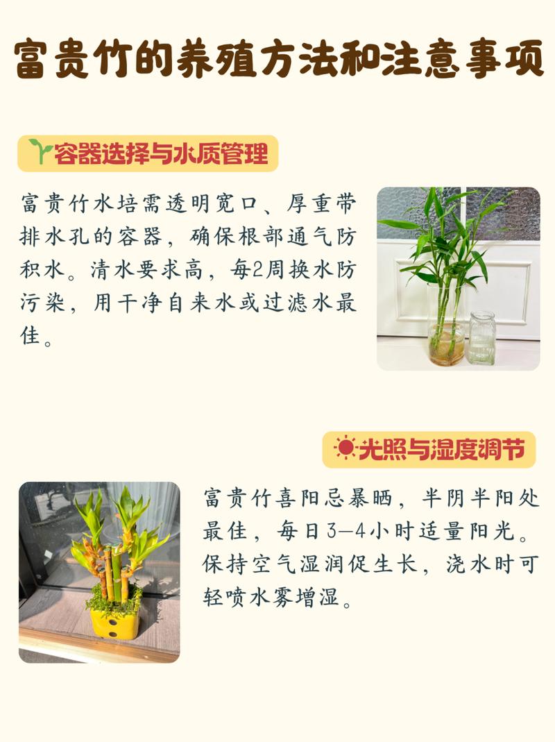 水养富贵竹怎么修剪，水养富贵竹怎么修剪根部？-第5张图片-优品飞百科