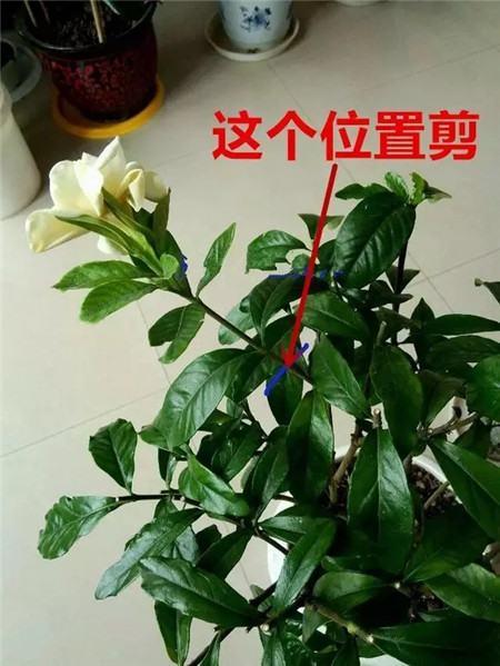 栀子花春季修剪方法，栀子花春季怎么管理？