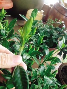 栀子花春季修剪方法，栀子花春季怎么管理？-第3张图片-优品飞百科