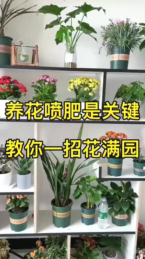 家里养花在开花期间能施肥吗，开花的时候能不能施肥-第2张图片-优品飞百科