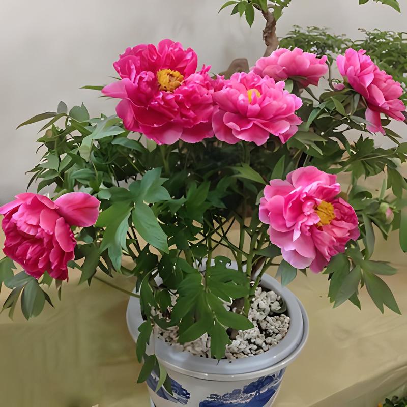 家里养花在开花期间能施肥吗，开花的时候能不能施肥-第3张图片-优品飞百科