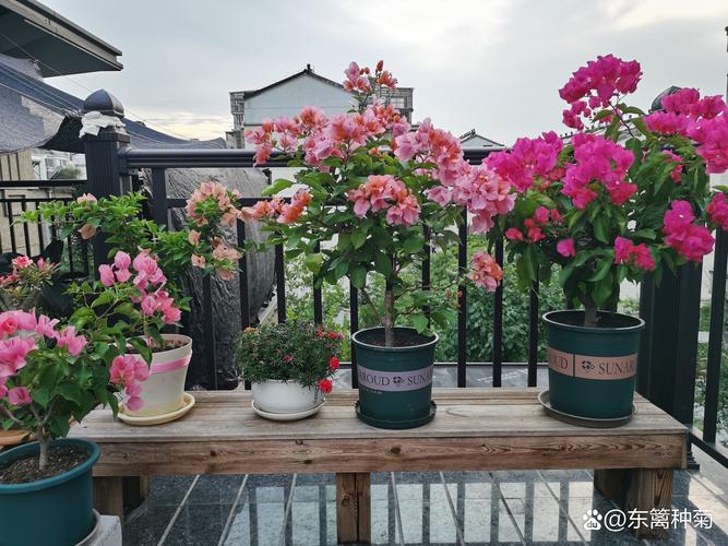 家里养花在开花期间能施肥吗，开花的时候能不能施肥-第4张图片-优品飞百科