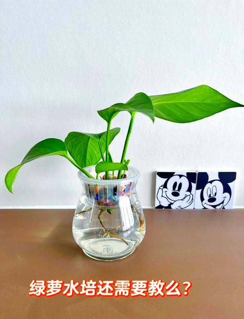 绿萝怎么扦插水培？绿萝扦插水培的正确方法？-第4张图片-优品飞百科