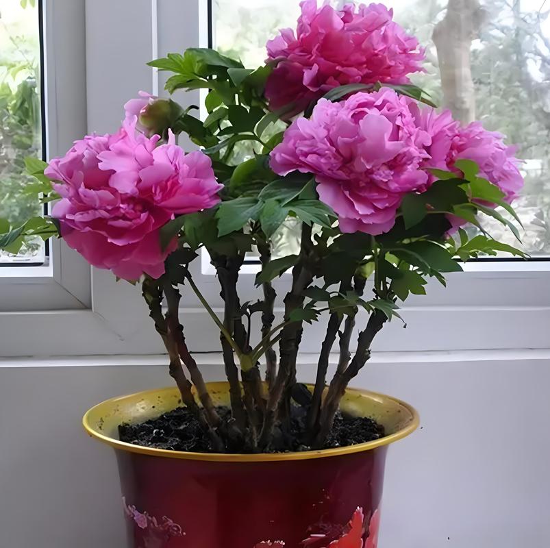 牡丹花盆栽家养方法，家庭盆栽牡丹花的种植方法及养护？