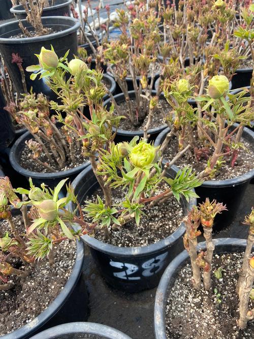 牡丹花盆栽家养方法，家庭盆栽牡丹花的种植方法及养护？-第2张图片-优品飞百科