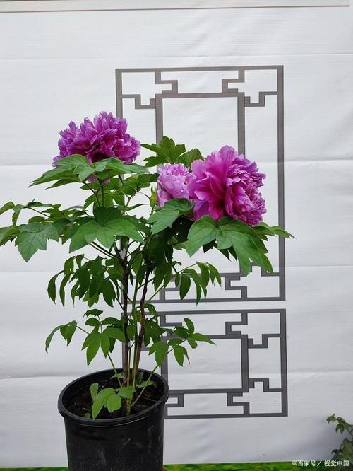 牡丹花盆栽家养方法，家庭盆栽牡丹花的种植方法及养护？-第3张图片-优品飞百科