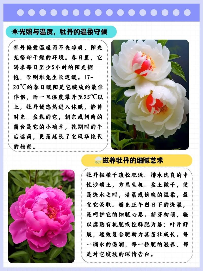 牡丹花盆栽家养方法，家庭盆栽牡丹花的种植方法及养护？-第4张图片-优品飞百科