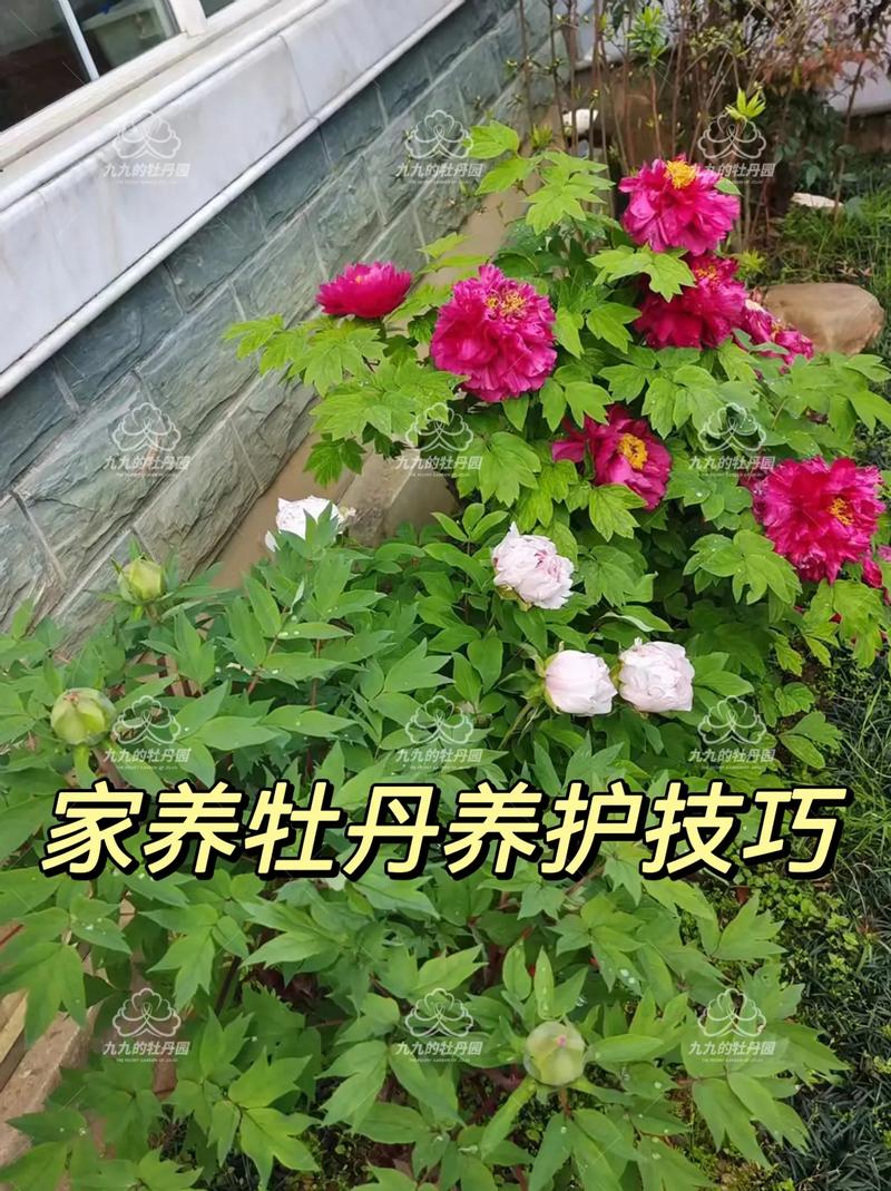 牡丹花盆栽家养方法，家庭盆栽牡丹花的种植方法及养护？-第6张图片-优品飞百科