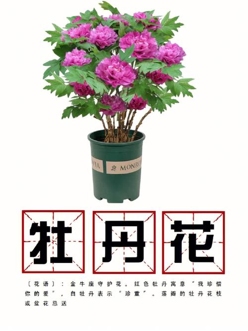 牡丹花盆栽家养方法，家庭盆栽牡丹花的种植方法及养护？-第7张图片-优品飞百科