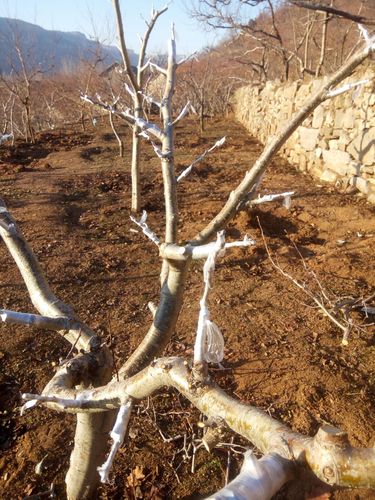 山楂的繁殖方法，山楂繁殖方式种子嫁接扦插？-第4张图片-优品飞百科