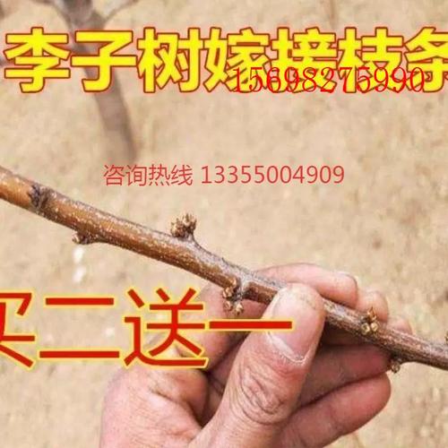 山楂的繁殖方法，山楂繁殖方式种子嫁接扦插？-第5张图片-优品飞百科