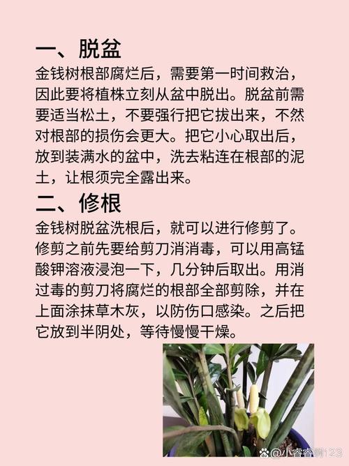 金钱树烂根剪掉后咋种，金钱树烂根怎么修剪？-第4张图片-优品飞百科