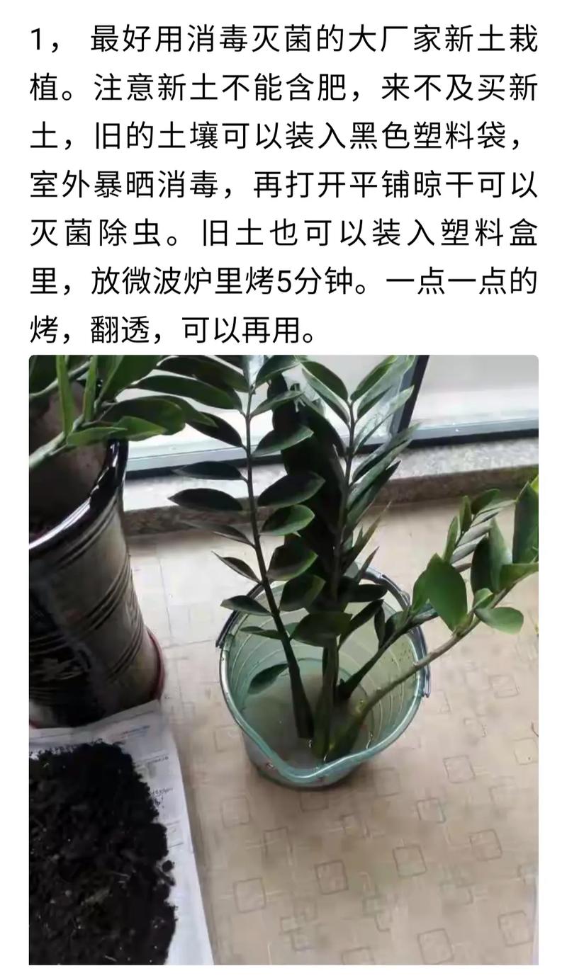 金钱树烂根剪掉后咋种，金钱树烂根怎么修剪？-第3张图片-优品飞百科