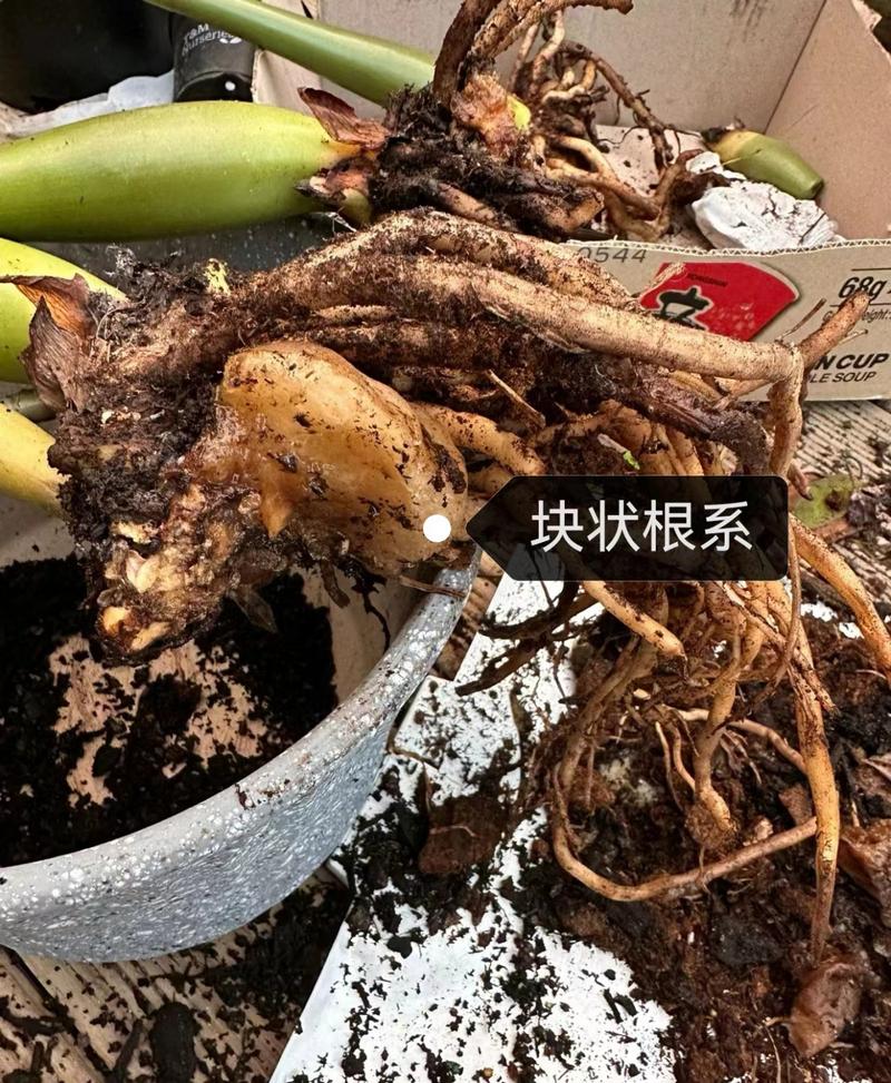 金钱树烂根剪掉后咋种，金钱树烂根怎么修剪？-第6张图片-优品飞百科