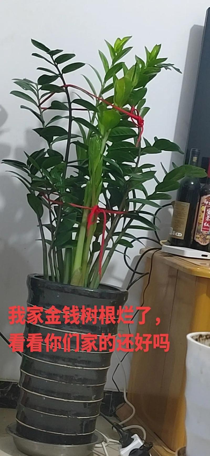金钱树烂根剪掉后咋种，金钱树烂根怎么修剪？-第8张图片-优品飞百科