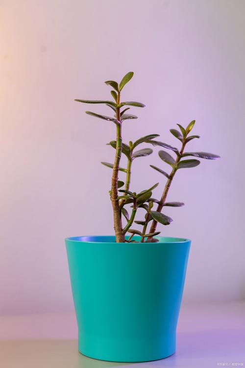 紫玄月怎么养长的好，紫玄月怎样养？-第3张图片-优品飞百科