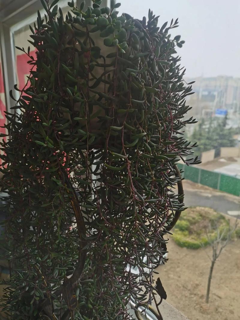 紫玄月怎么养长的好，紫玄月怎样养？-第4张图片-优品飞百科