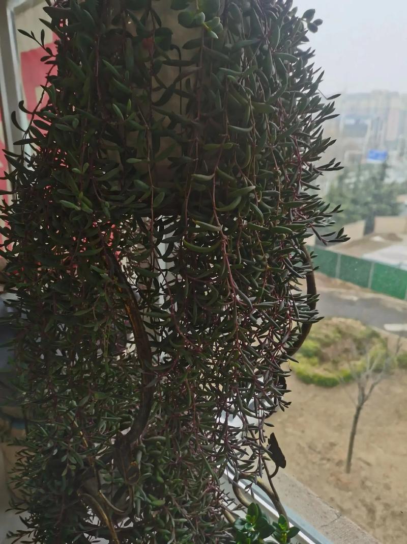 紫玄月怎么养长的好，紫玄月怎样养？-第6张图片-优品飞百科