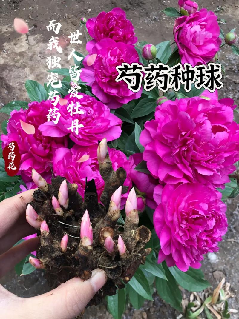芍药繁殖方法？芍药花怎样繁殖？