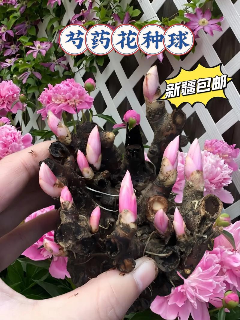 芍药繁殖方法？芍药花怎样繁殖？-第2张图片-优品飞百科