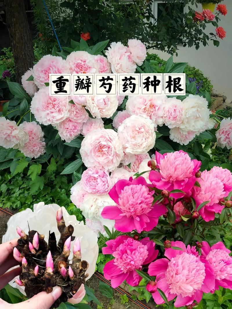 芍药繁殖方法？芍药花怎样繁殖？-第3张图片-优品飞百科