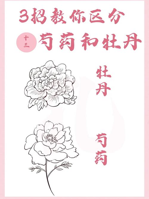 芍药繁殖方法？芍药花怎样繁殖？-第4张图片-优品飞百科