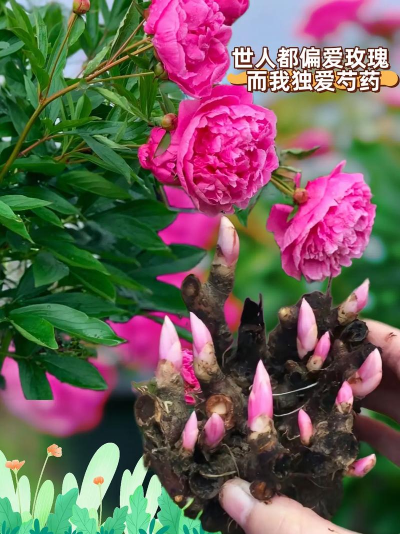 芍药繁殖方法？芍药花怎样繁殖？-第5张图片-优品飞百科