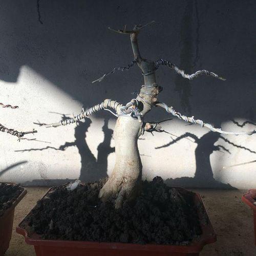 亚蜡木怎么养，白蜡木和亚花梨？-第2张图片-优品飞百科
