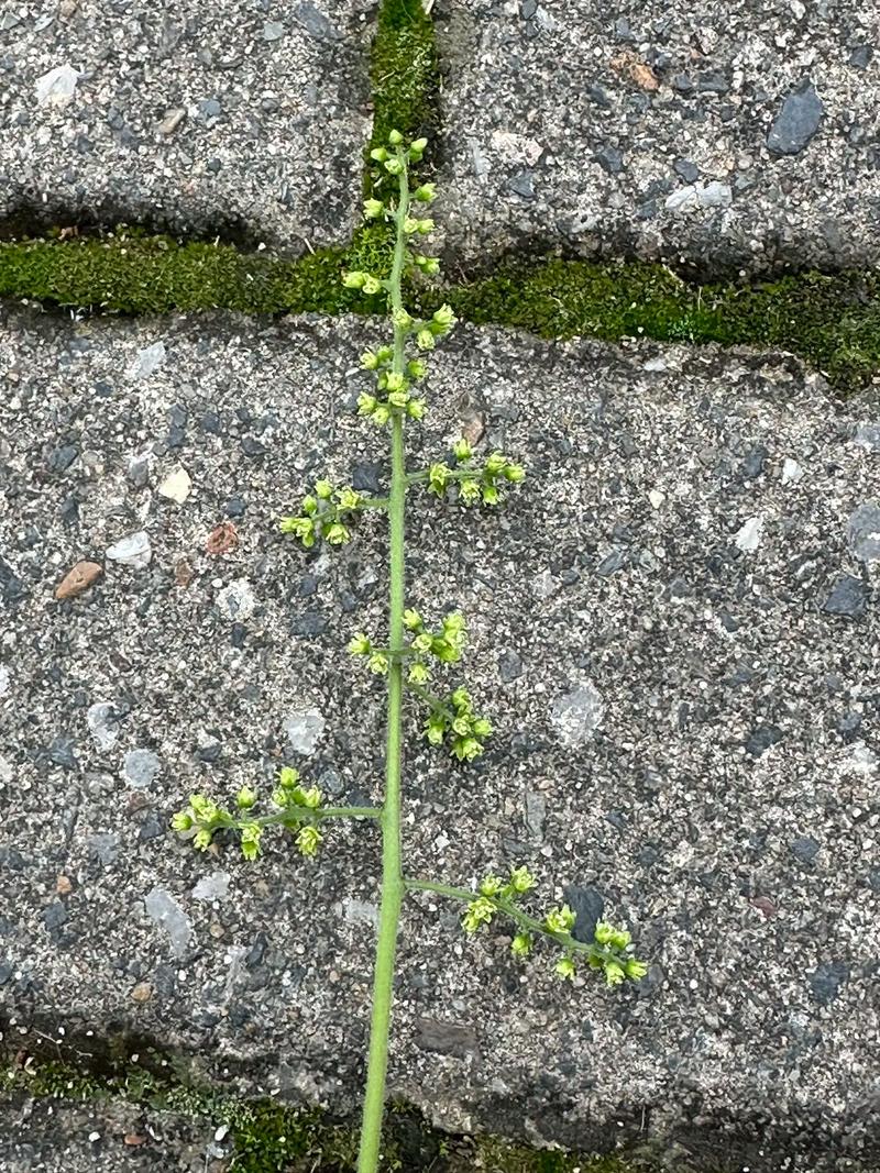 亚蜡木怎么养，白蜡木和亚花梨？-第3张图片-优品飞百科