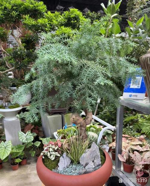 亚蜡木怎么养，白蜡木和亚花梨？-第5张图片-优品飞百科