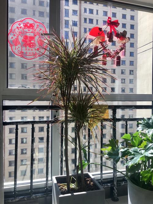 亚蜡木怎么养，白蜡木和亚花梨？-第7张图片-优品飞百科