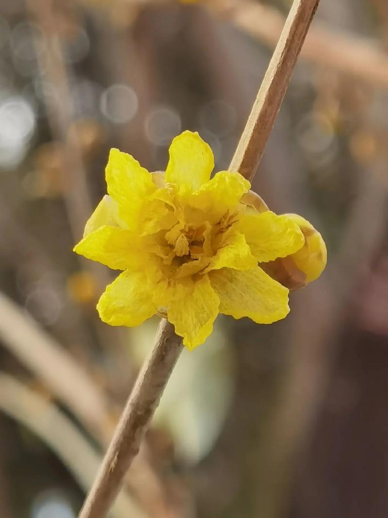 亚蜡木怎么养，白蜡木和亚花梨？-第8张图片-优品飞百科