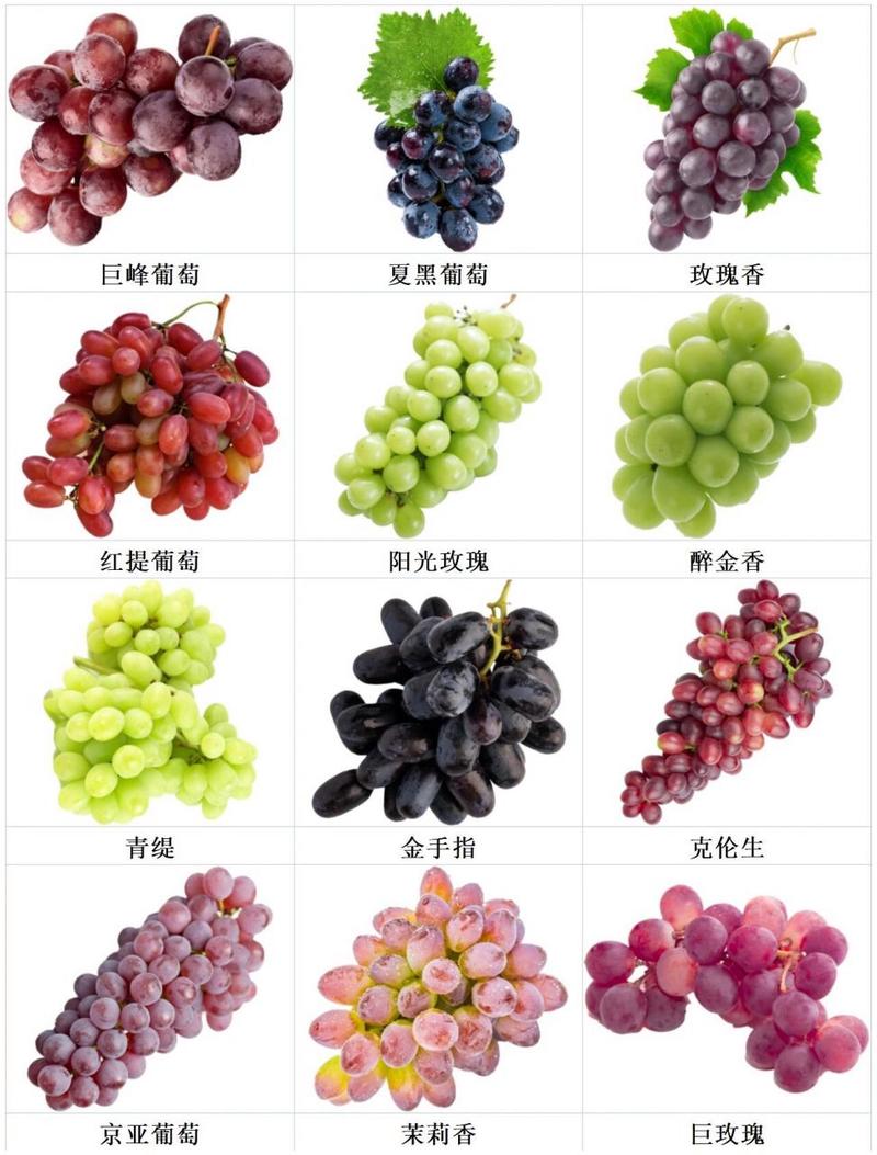 葡萄有哪些品种，青色的葡萄有哪些品种？-第2张图片-优品飞百科