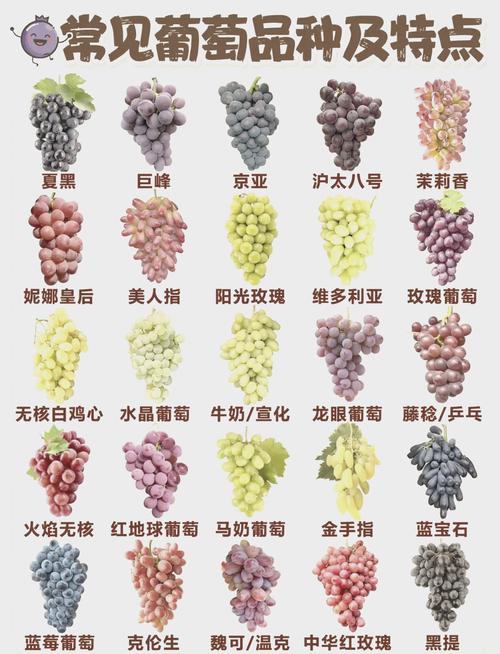 葡萄有哪些品种，青色的葡萄有哪些品种？