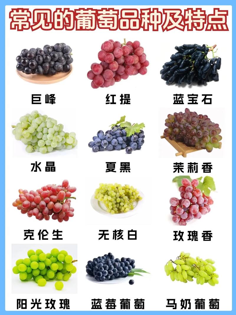 葡萄有哪些品种，青色的葡萄有哪些品种？-第3张图片-优品飞百科