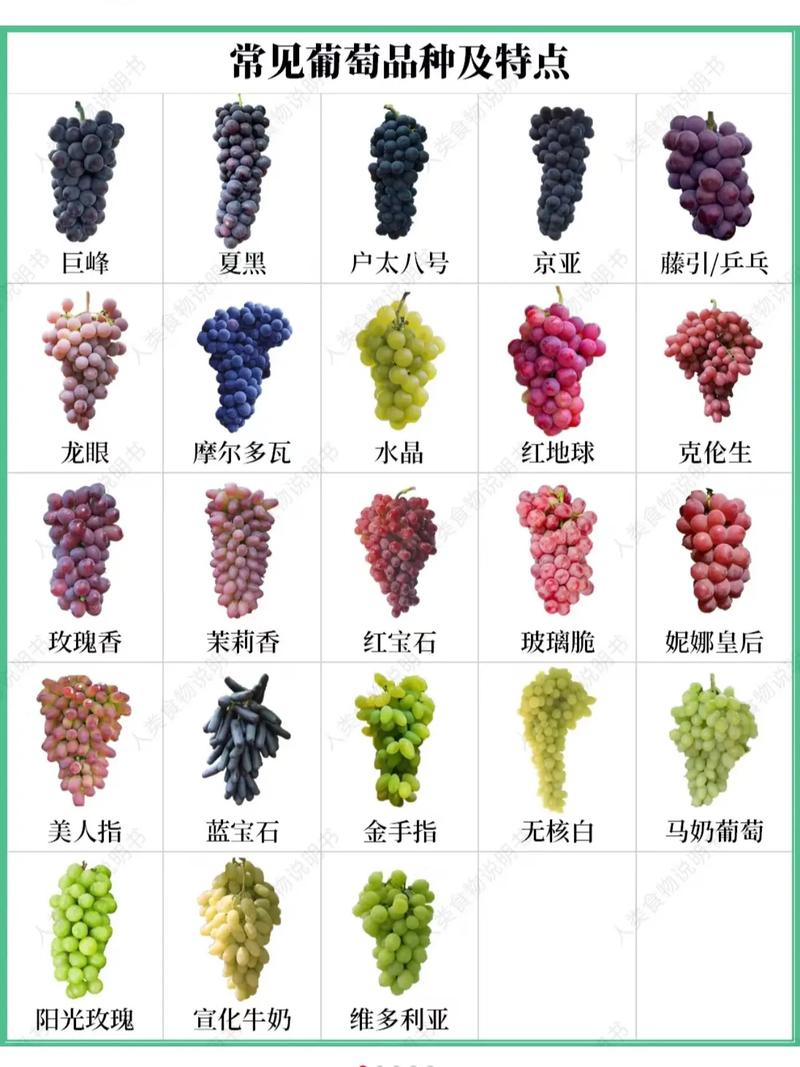 葡萄有哪些品种，青色的葡萄有哪些品种？-第6张图片-优品飞百科