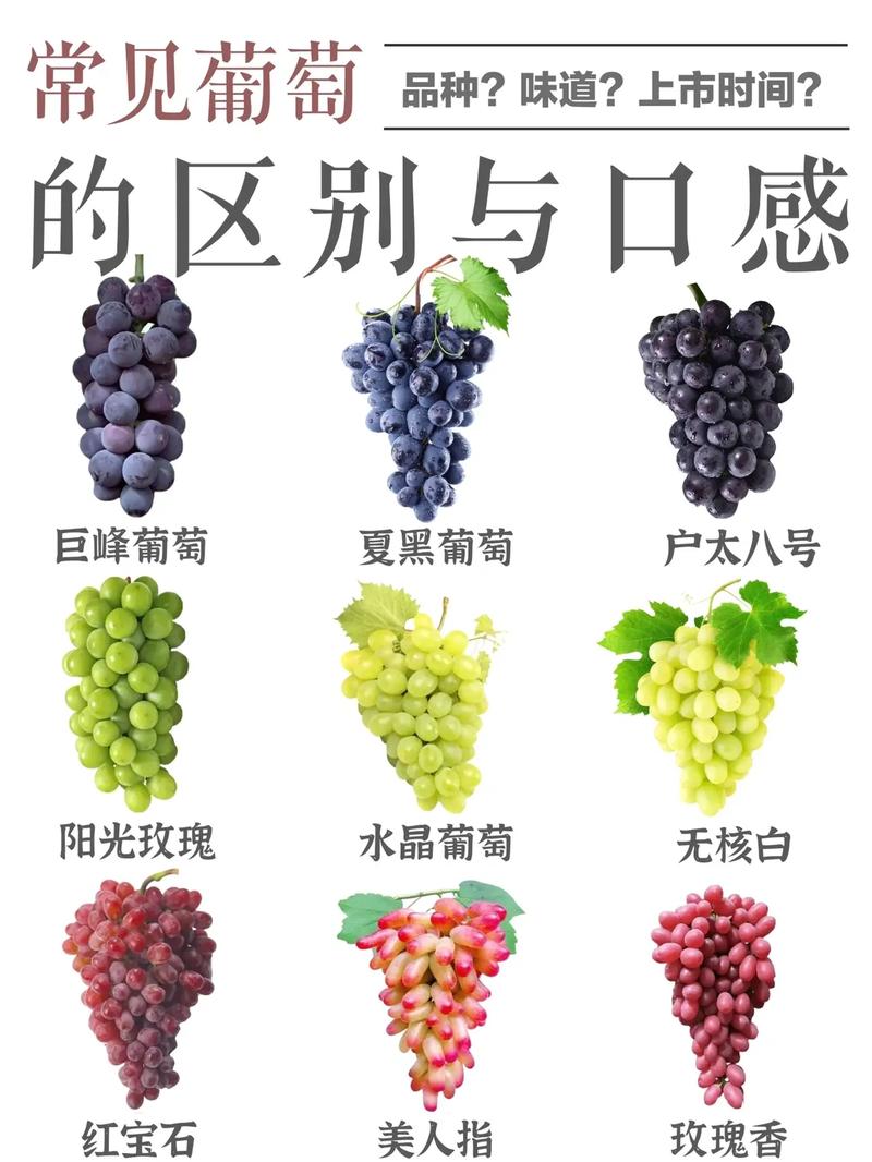 葡萄有哪些品种，青色的葡萄有哪些品种？-第7张图片-优品飞百科