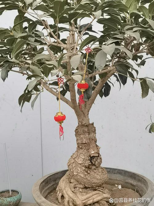 家里养盆“它”，家里养盆它？