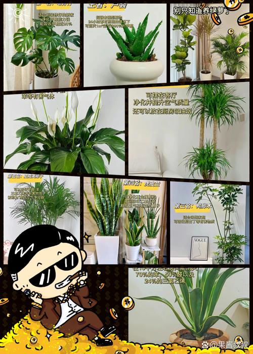 家里养盆“它”，家里养盆它？-第3张图片-优品飞百科