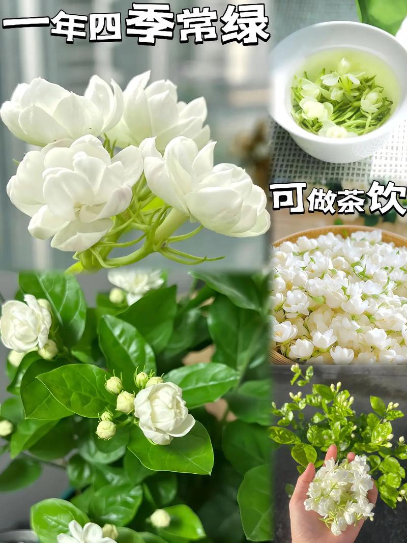 家里养盆“它”，家里养盆它？-第5张图片-优品飞百科