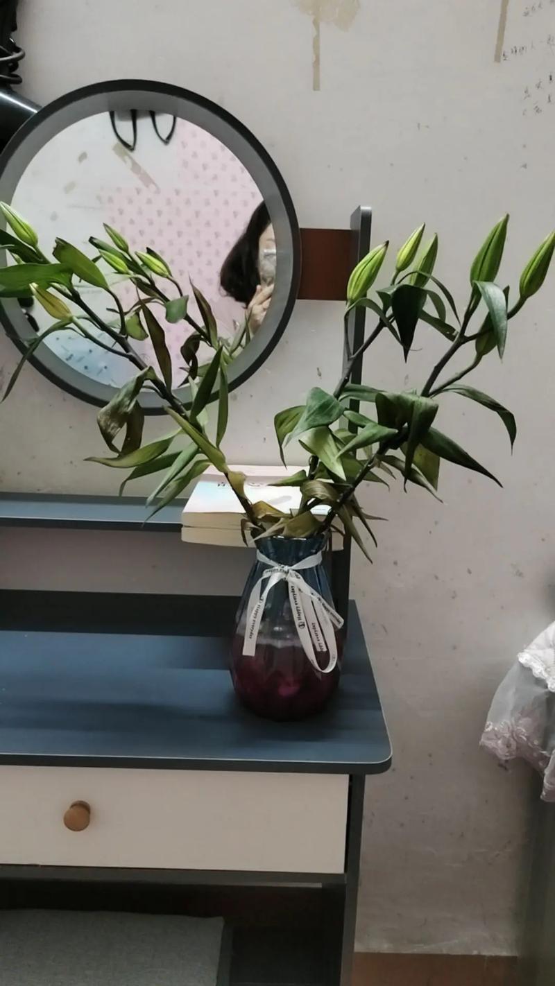 百合花谢了以后怎么办？百合花谢了还能再开吗？-第4张图片-优品飞百科