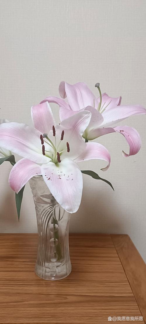 百合花谢了以后怎么办？百合花谢了还能再开吗？-第5张图片-优品飞百科
