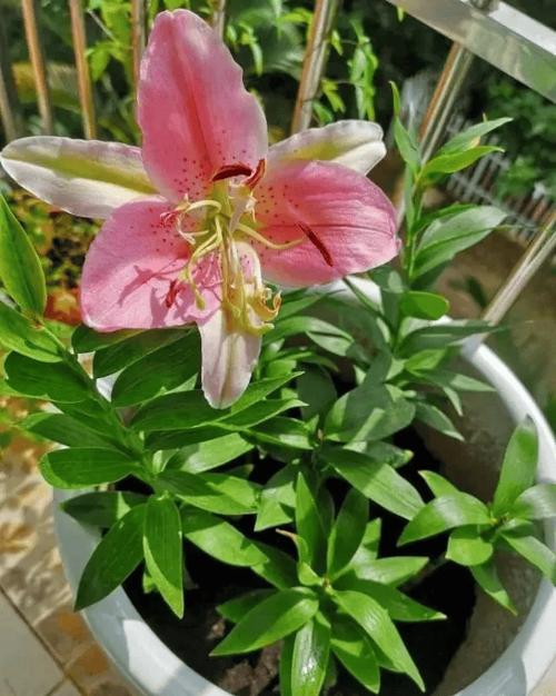 百合花谢了以后怎么办？百合花谢了还能再开吗？-第6张图片-优品飞百科