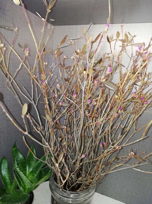 干杜鹃花枝条怎么开花，干杜鹃花枝条怎么开花图片